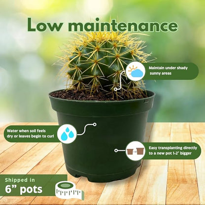 BubbleBlooms Cactus Assortment 6 inch Pots Set of 3