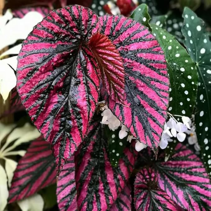 2 Begonia Live Plants Outdoor, Angel Wing Begonia Maculata Plants Live, 5-9" Tall, Ornamental Foliage Houseplant for Home or Office (Red Foliage)
