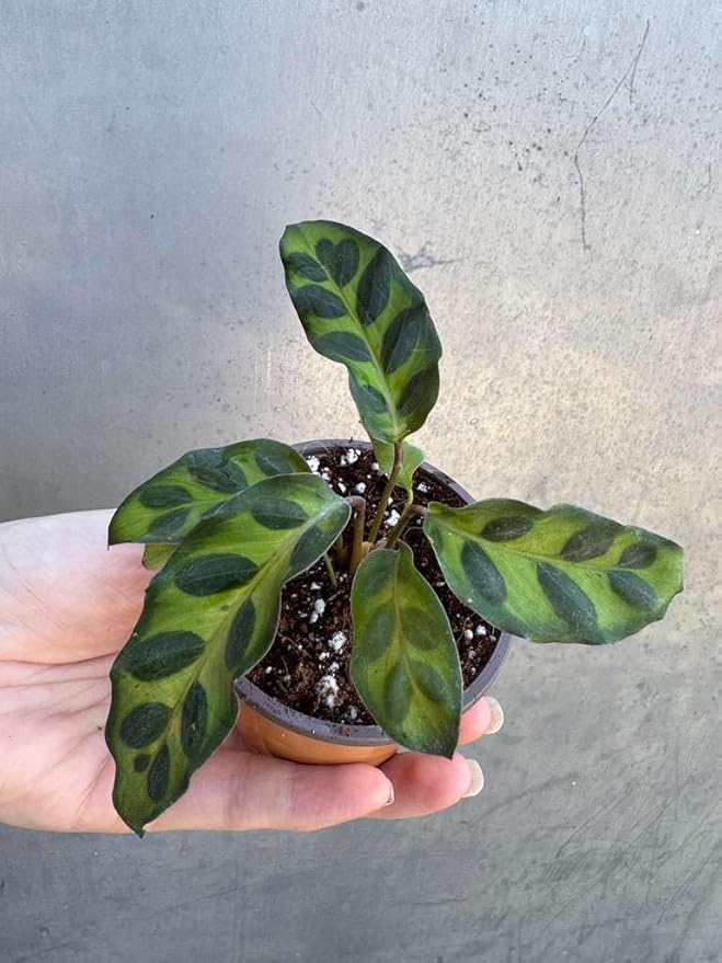 PLANTVERS Live Calathea Plant in 2" Grow Pot – Easy Care & Low Maintenance Tropical Houseplant – Air Purifying Indoor Plant for Low Light & Home Décor (Calathea Lancifolia)