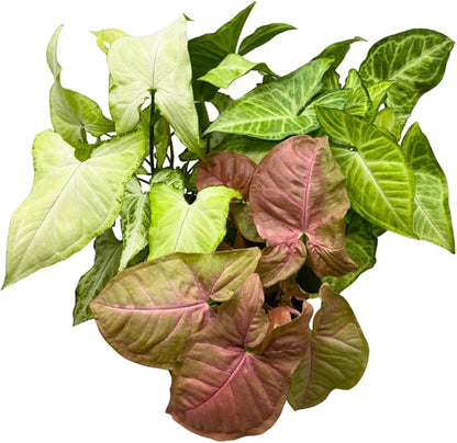 BubbleBlooms Syngonium Assortment 4 inch Pots Set of 3