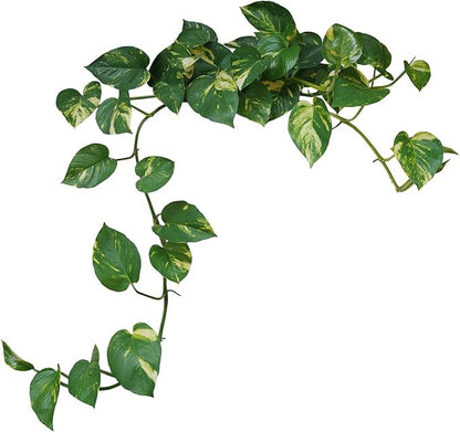 Golden Devil's Ivy - Pothos - Epipremnum - 4" Pot - Easy House Plant