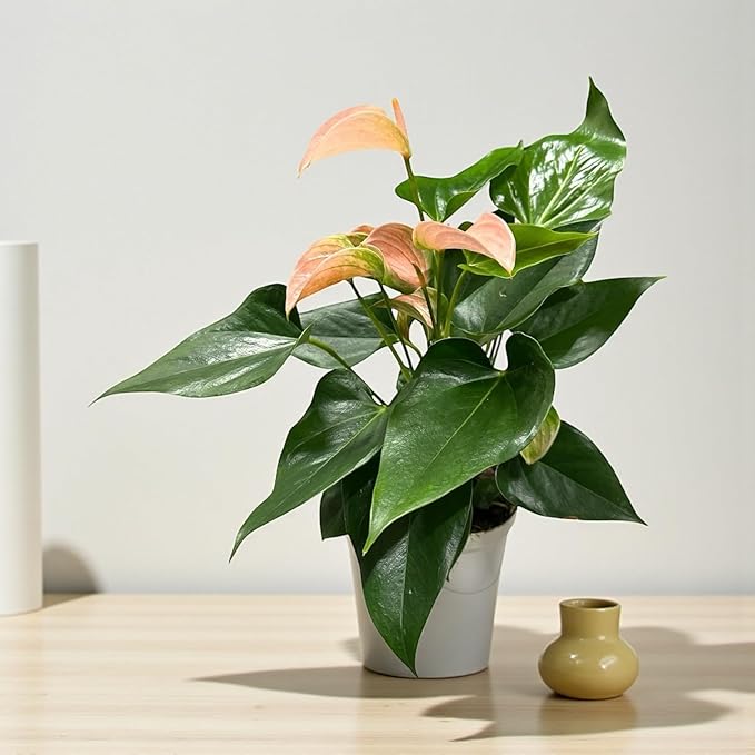 Pink Matata Anthurium (12"-14" Tall) Unique and Gorgeous Live Indoor Plant, Easy Care and Easy to Grow, Bloom Plant, 4 inch Pot (Jolie Peach)