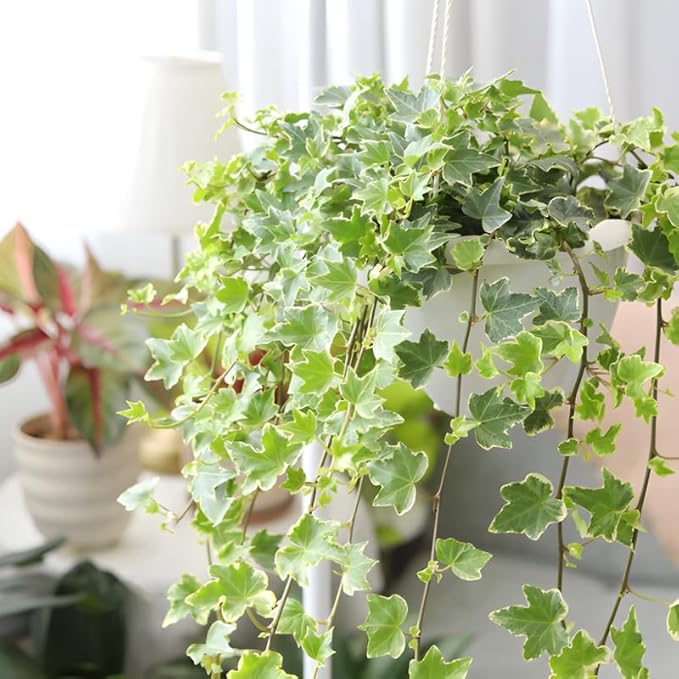 Glacier English Ivy Live Plant in 4 Inch Pot | Variegated English Ivy Indoor Plant with Silver-Green Leaves | Easy-Care Glacier Ivy Houseplant for Hanging Baskets, Shelves & Home Décor