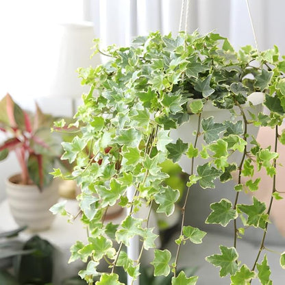 Glacier English Ivy Live Plant in 4 Inch Pot | Variegated English Ivy Indoor Plant with Silver-Green Leaves | Easy-Care Glacier Ivy Houseplant for Hanging Baskets, Shelves & Home Décor