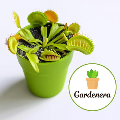 Gardenera Sphagnum Moss Potting Mix for Carnivorous Plants - 10 Quart - Moss and Perlite Blend for Potting Venus Fly Traps, Sarracenia, Pitcher Plants (2 Bags of 5QT)