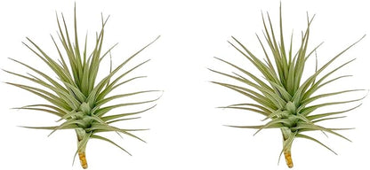 ragnaroc Air Plants - Flowering Tillandsia Lilla Lilac, Large 5" - 3ct - Live Arrival Guaranteed - House Plants for Home Decor & Gift