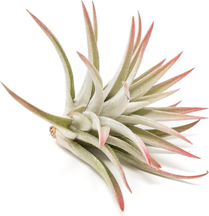 Red Colorful Tillandsia Air Plants - Long Lasting Color Enhanced Live Tillandsia Succulent House Plants - Home and Garden Decor - Easy Care Indoor/Outdoor Plants (Harrisii, Single)