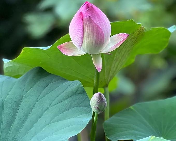 25 Lotus Seeds for Planting in Water Bowl, Non-GMO Mixed Lotus Seeds, 80%+ Germination Rate Water Lilly Seeds, Beautiful Water Plants for Home, Garden, Indoor and Outdoor