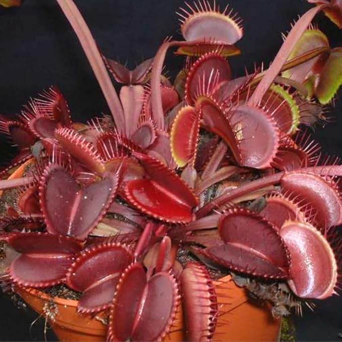 Set 3 Dragon Venus Fly Traps Live Plant, Starter Plants Ready for Outdoor Terrarium Garden