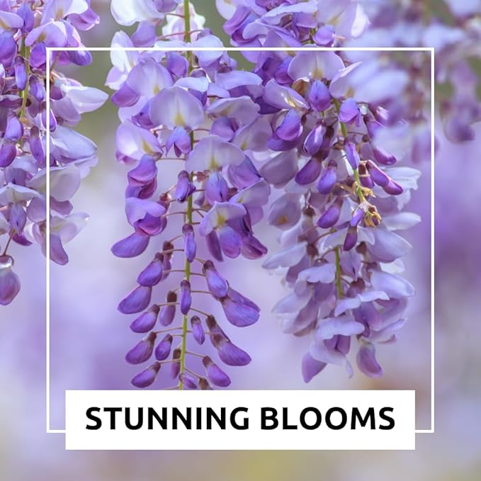 Weeping Wisteria Bonsai Tree Seedling for Planting - 1 Year Old Well Rooted Seedling