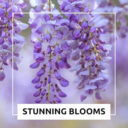 Weeping Wisteria Bonsai Tree Seedling for Planting - 1 Year Old Well Rooted Seedling