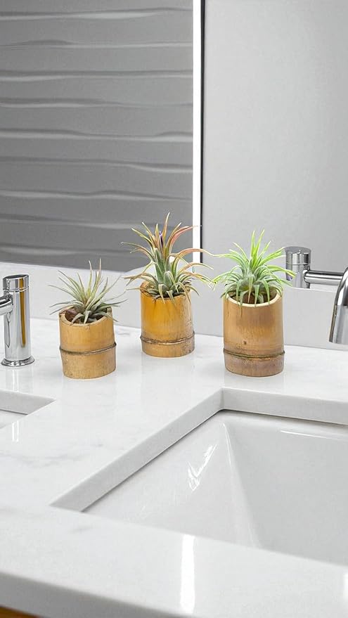 Rainforest Grown 3 Pack Ionantha Air Plants Assorted Sizes Pink & Purpled Enhanced Coloring - Live Tillandsia - 1 to 3 inches â€“ Succulents 30 Day Guarantee