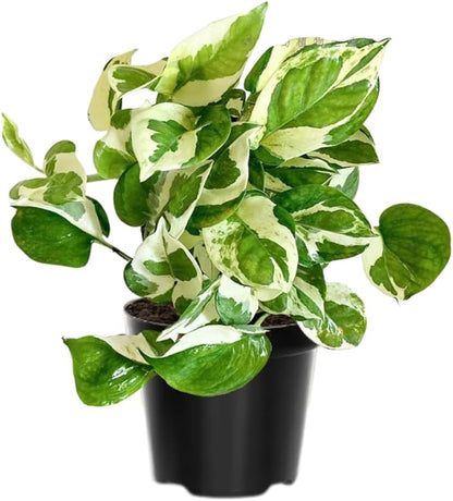 Live Pothos Plant, Pothos Live Plant from 5 to 7 Inc Tall, Houseplant Plant Gardening, 4 Inc Pot (Variegated)