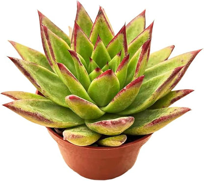 Live Succulent Plants Echeveria agavoides 'Lipstick', Rare Succulents Fully Rooted in 4" Pots with Soil, Easy-Care House Plant, Standard Packaging