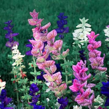 2 Vibrant Sage Salvia Live Plants, Fragrant Perennial Sage Plants Live for Spring Planting, Summer Planting, 5 to 10 Inches in Tall, (Mix)
