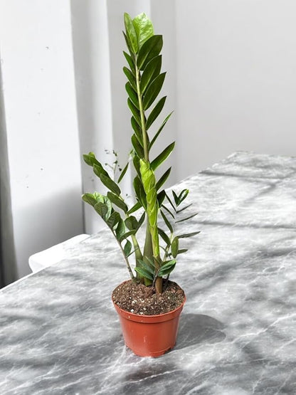ZZ Plant in 6-inch Pot, Green Zamioculcas Zamiifolia, Indoor Air Purifying Plant for Home and Office Decor (1)