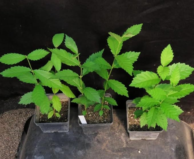 Chinese (Lacebark) Elm Tree - 10-16" Tall Live Plant - Quart Pot - Fast Growing Bonsai Tree - Ulmus parvifolia
