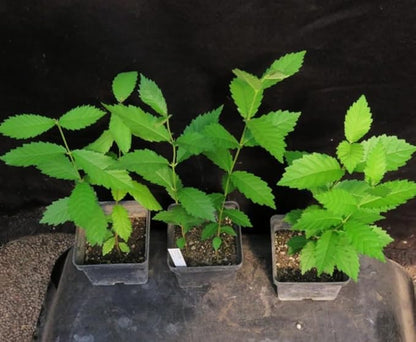 Chinese (Lacebark) Elm Tree - 10-16" Tall Live Plant - Quart Pot - Fast Growing Bonsai Tree - Ulmus parvifolia