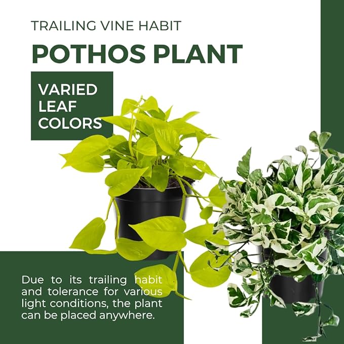 3 Mix Pothos Live Plants, Live Pothos Plant, 3 to 5 Inc Tall, Indoor House Plants Vine Outdoor, Hanging Basket, 4 Inc Potted