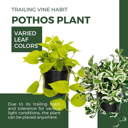 3 Mix Pothos Live Plants, Live Pothos Plant, 3 to 5 Inc Tall, Indoor House Plants Vine Outdoor, Hanging Basket, 4 Inc Potted