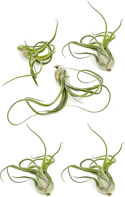ragnaroc Air Plants - Flowering Tillandsia Caput Medusae, Large 5-7" - 5ct - Live Arrival Guaranteed - House Plants for Home Decor & Gift