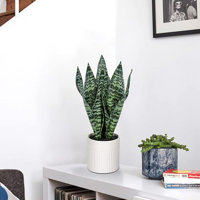 Briful 14'' Fake Snake Plant Home Decor Real Touch Faux Sansevieria Plant in White Ceramic Pot Artificial Snake Plant with Wide Leaves for Home Kitchen Office Living Room Bathroom Decorations