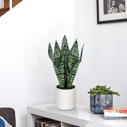Briful 14'' Fake Snake Plant Home Decor Real Touch Faux Sansevieria Plant in White Ceramic Pot Artificial Snake Plant with Wide Leaves for Home Kitchen Office Living Room Bathroom Decorations
