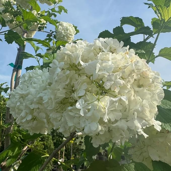 White Viburnum Tree Live Plant Shrub in Pot, Fragrant Flower, Dormant in Winter, 6-12" in Tall, Bare Root to CA, Bush Shrub Spring Blooms