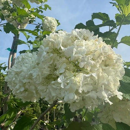 White Viburnum Tree Live Plant Shrub in Pot, Fragrant Flower, Dormant in Winter, 6-12" in Tall, Bare Root to CA, Bush Shrub Spring Blooms