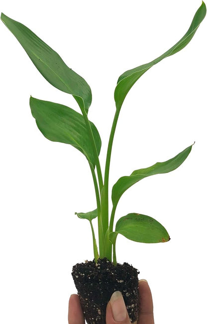 Live Orange Birds of Paradise Plant - ‘Orange Birds of Paradise’ Strelitzia Reginae - ragnaroc Tropical Plant 6-10” Tall - 1ct - Live Arrival Guaranteed - House Plants for Home Decor & Gift