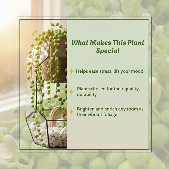 Trailing String of Pearls Plant Live in 2'' Pot, String of Pearls Plants, Live Trailing Succulent Plants, Indoor Houseplant, Hanging Succulent Live Plant