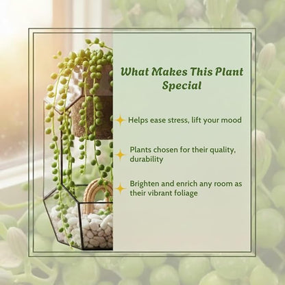 Trailing String of Pearls Plant Live in 2'' Pot, String of Pearls Plants, Live Trailing Succulent Plants, Indoor Houseplant, Hanging Succulent Live Plant