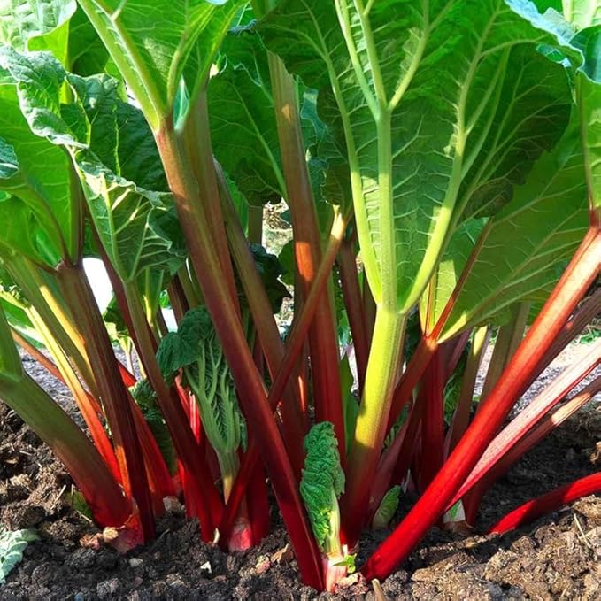 2 Victoria Rhubarb Roots for Planting, Large Rhubarb Crowns 6-10 Inch Tall, Rhubarb Plants for Planting, Perennial Vegetable Roots
