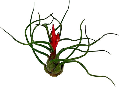 ragnaroc Air Plants - Flowering Tillandsia Bulbosa Guatemala, Large 3-5" - 5ct - Live Arrival Guaranteed - House Plants for Home Decor & Gift