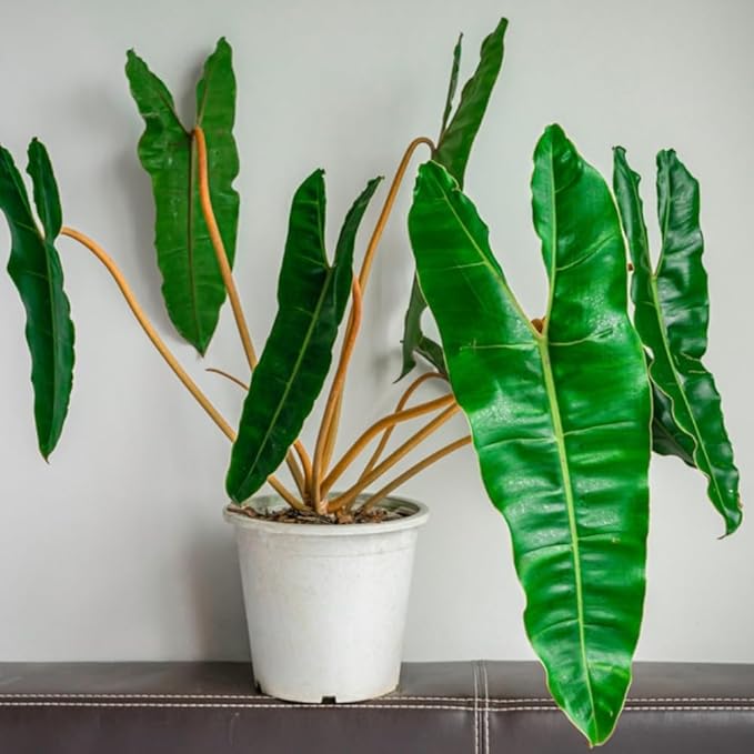 Variegated Philodendron Live Plant 4-8 Inches, Rare Indoor Houseplants for Container Growing (Billiataie Philodendron)