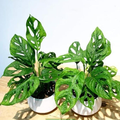 2 Rare Philodendron Live Plants Varieties Collection, Philodendrons Plants Size 5-9 Inc for Indoor Houseplant Décor, Ornamental Tropical Well-Rooted (Monstera Swiss Cheese Narrow Leaf)