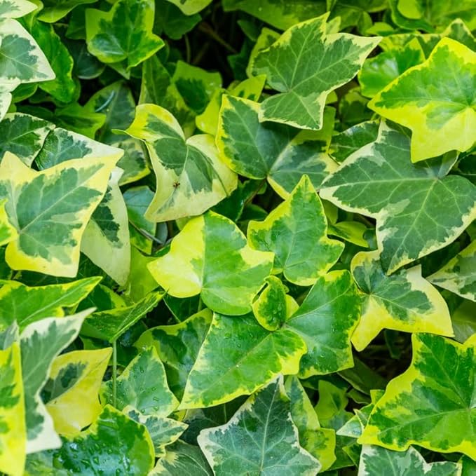 Live English Ivy Plant Indoor, Hardy English Ivy Plant, Variegated English Ivy Plant 4 Inc Pot for Gardening Indoor Outdoor