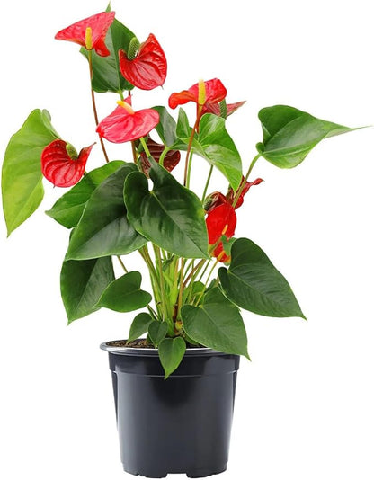 American Plant Exchange Live Red Anthurium – 6-Inch Pot – Tropical Flowering Houseplant with Glossy Heart-Shaped Blooms, Easy Care Indoor Plant for Homes, Offices, Desks & Decorative Displays