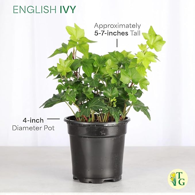 Thorsen's Greenhouse Live Green English Ivy Plant, Hedera Helix, Natural Air Purifier, Easy to Grow, Live Indoor Houseplant, 4" Diameter Pot (Nursery Pot)