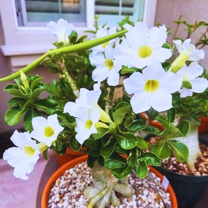 White Desert Rose Plant Live, Adenium Desert Rose Plant Live, 4 to 7 Inches Tall, Flowering Succulent Plant