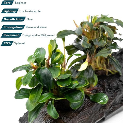 SubstrateSource Live Planted Decor - Bucephalandra Mix on Driftwood (Farmed) - Green Iridescent Aquatic Plants, Low to Medium Light, Foreground to Midground Tank Placement for Aquascaping - 3 Pack