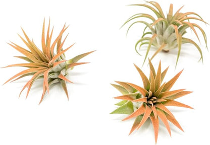 Coral Colorful Tillandsia Air Plants - Long Lasting Color Enhanced Live Tillandsia Succulent House Plants - Home and Garden Decor - Easy Care Indoor/Outdoor Plants (Ionantha Rubra, Single)