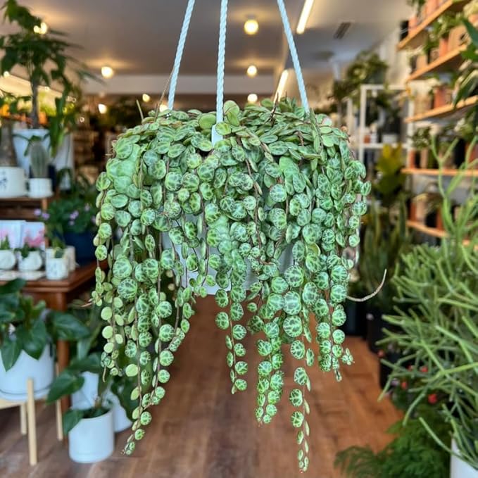 String of Turtles Live Plant, in Pot, Trailing Succulent Plant, Hanging Vine Live Indoor Houseplant