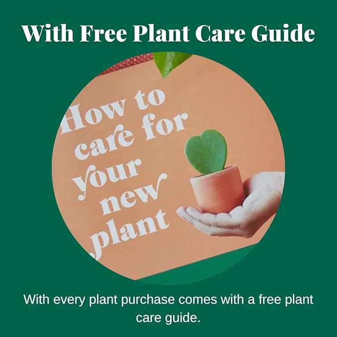 House Plant Shop | Monstera Plant | Live Indoor Plant | Easy to Care | Natural Décor Plant | Great Gifts| Free Care Guide (Dubia, 4")