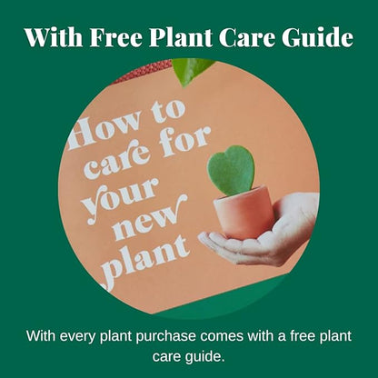 HOUSE PLANT SHOP | Monstera 'Peru' - 6" Pot | Live Indoor Plant | Easy to Care | Natural Décor Plant | Great Gifts | Free Care Guide