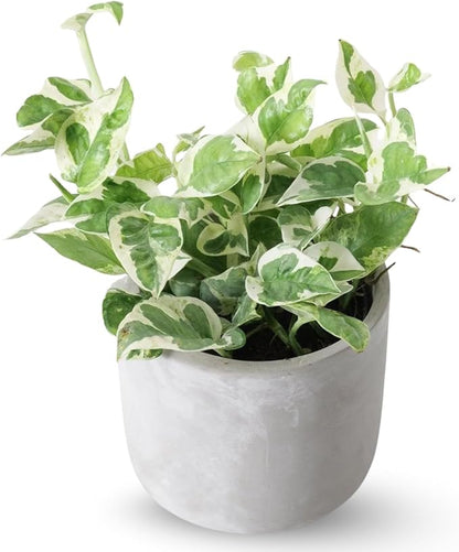2 Rare White Pattern Pothos Plant, Variegated Plant Live for Indoor, 3 Inches Pot