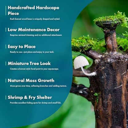 SubstrateSource Live Planted Decor - Moss on Bonsai (Aquascaping Tree) - Low to Moderate Light, Bright Green Freshwater Accent for Aquatic Layouts, Midground Placement Centerpiece - Small, 1 Pack