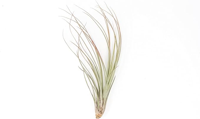 Red Colorful Tillandsia Air Plants - Long Lasting Color Enhanced Live Tillandsia Succulent House Plants - Home and Garden Decor - Easy Care Indoor/Outdoor Plants (Juncea, Single)