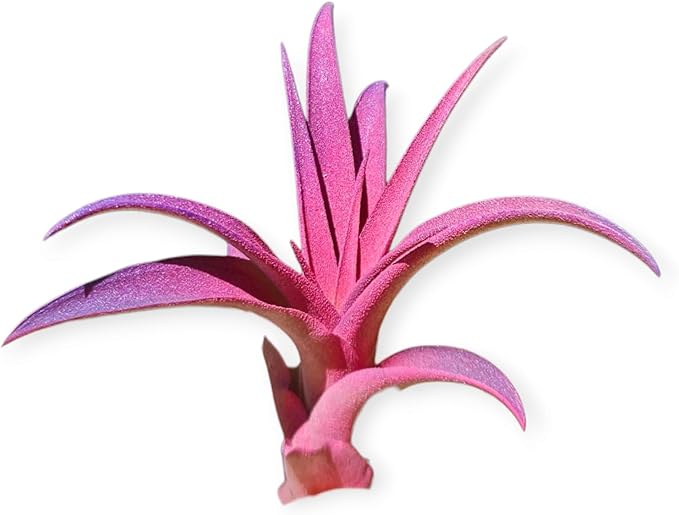 Rainforest Grown Capitata Fuchsia Purple Enhanced Air Plant - Live Tillandsia - 5 to 8 inches - 30 Day Guarantee