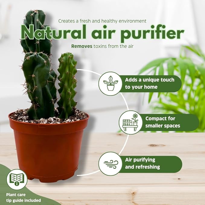 BubbleBlooms Cactus Assortment 6 inch Pots Set of 3